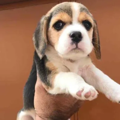 Beagle Price in Chennai | Beagle Puppies for sale in Chennai