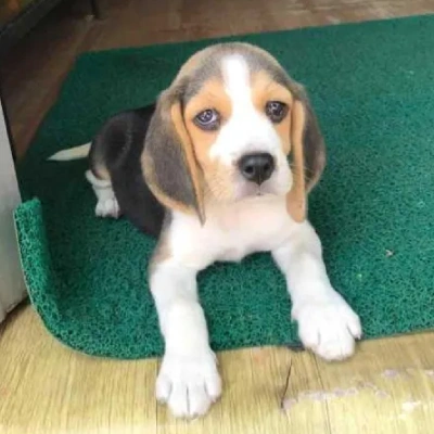 Beagle Price in Gurgaon | Beagle Puppies for sale in Gurgaon