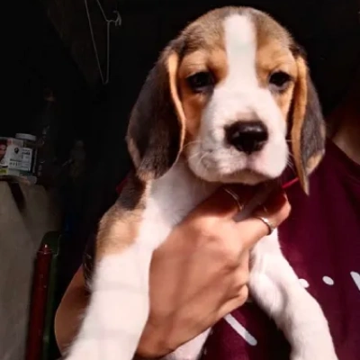 Beagle Price in Gurgaon | Beagle Puppies for sale in Gurgaon