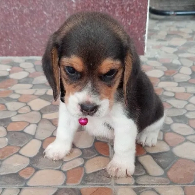 Beagle Price in Gurgaon | Beagle Puppies for sale in Gurgaon