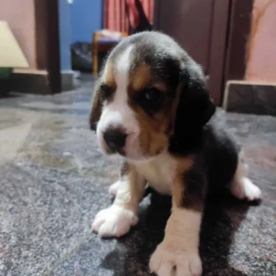 Beagle Price in Mumbai | Beagle Puppies for sale in Mumbai