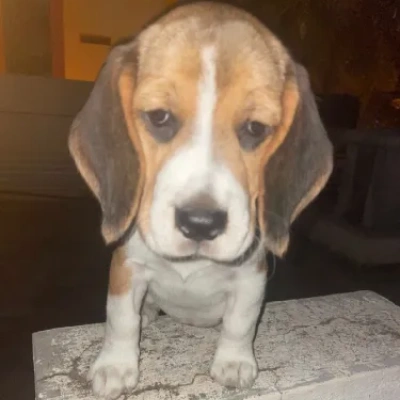 Beagle Price in Nashik | Beagle Puppies for sale in Nashik