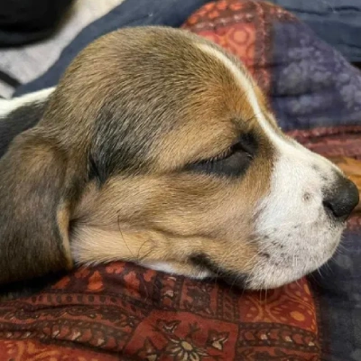 Beagle Price in Gurgaon | Beagle Puppies for sale in Gurgaon