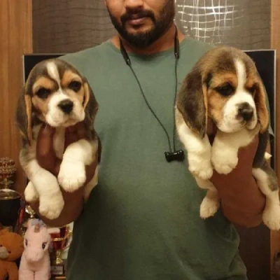 Beagle Price in India | Beagle Dog Price In India