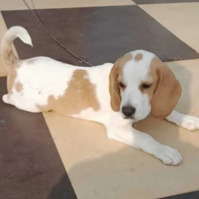 Beagle Price in India | Beagle Dog Price In India