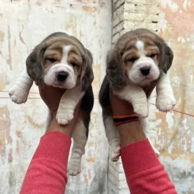 Beagle Price in Nashik | Beagle Puppies for sale in Nashik