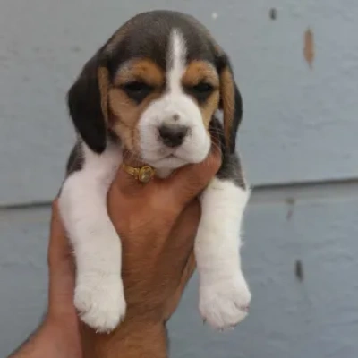 Beagle Price in Gurgaon | Beagle Puppies for sale in Gurgaon