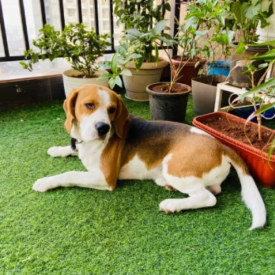 Beagle Price in India | Beagle Dog Price In India