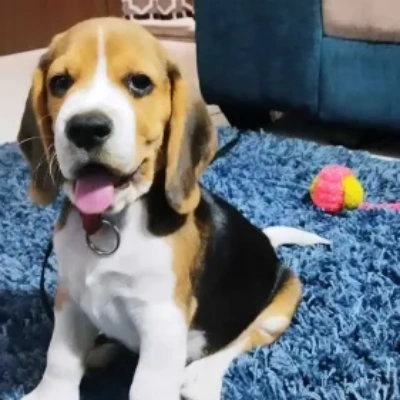 Beagle Price in Visakhapatnam | Beagle Puppies for sale in Visakhapatnam