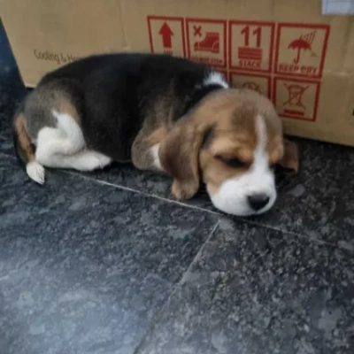 Beagle Price in Surat | Beagle Puppies for sale in Surat