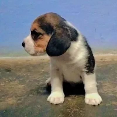 Beagle Price in Bangalore
 | Beagle Puppies for sale in Bangalore
