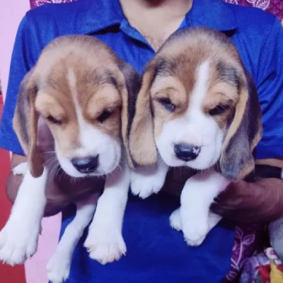 Beagle Price in Chennai | Beagle Puppies for sale in Chennai