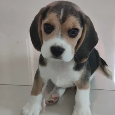 Beagle Price in Noida | Beagle Puppies for sale in Noida