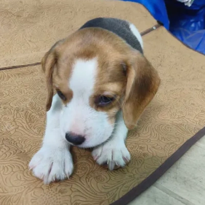 Beagle Price in Gurgaon | Beagle Puppies for sale in Gurgaon