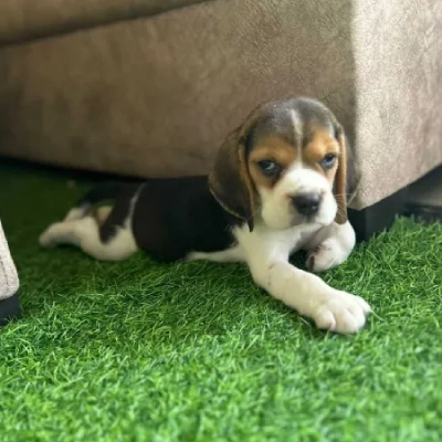 Beagle Price in Mumbai | Beagle Puppies for sale in Mumbai