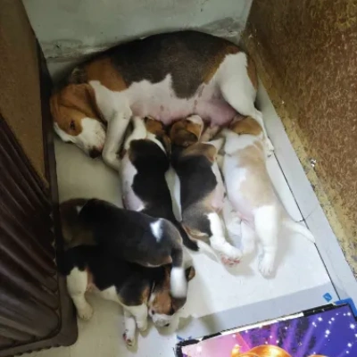 Beagle Price in Delhi | Beagle Puppies for sale in Delhi