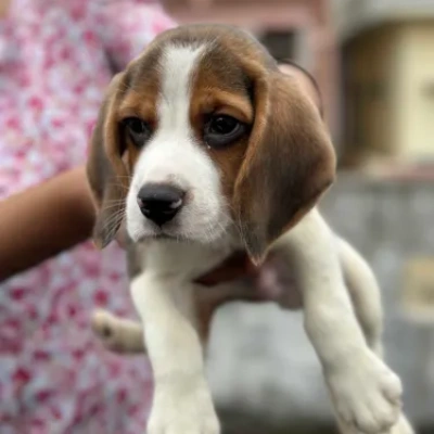 Beagle Price in Surat | Beagle Puppies for sale in Surat