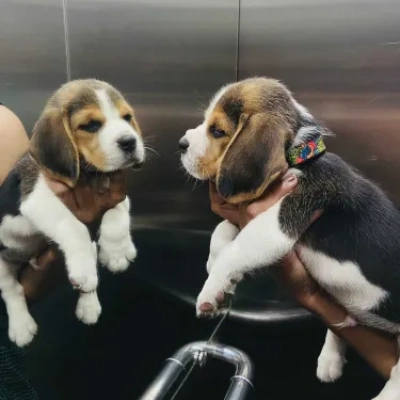 Beagle Price in Delhi | Beagle Puppies for sale in Delhi