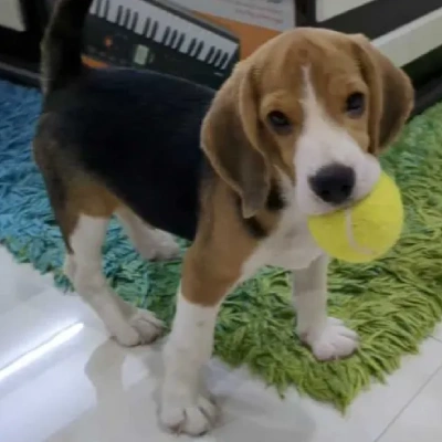 Beagle Price in Delhi | Beagle Puppies for sale in Delhi