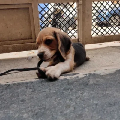 Beagle Price in Pune | Beagle Puppies for sale in Pune