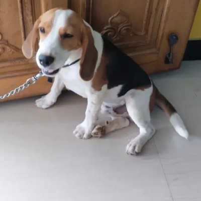 Beagle Price in Bangalore
 | Beagle Puppies for sale in Bangalore
