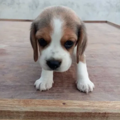 Beagle Price in India | Beagle Dog Price In India