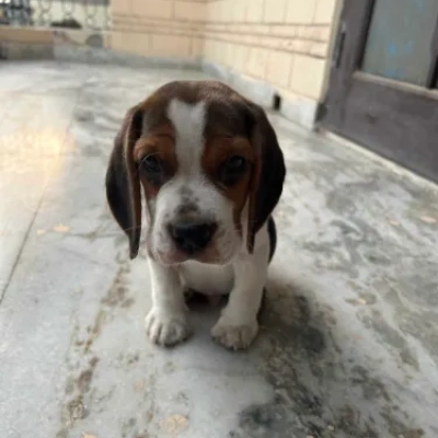 Beagle Price in Nashik | Beagle Puppies for sale in Nashik