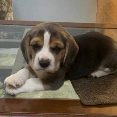 Beagle Price in Gurgaon | Beagle Puppies for sale in Gurgaon