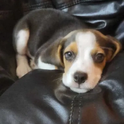 Beagle Price in Noida | Beagle Puppies for sale in Noida