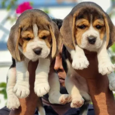 Beagle Price in Nashik | Beagle Puppies for sale in Nashik