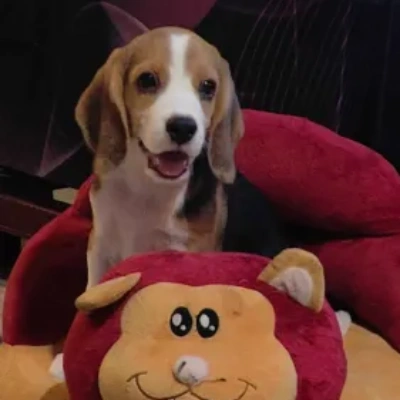 Beagle Price in Gurgaon | Beagle Puppies for sale in Gurgaon