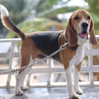 Beagle Price in Surat | Beagle Puppies for sale in Surat