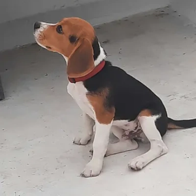 Beagle Price in Mumbai | Beagle Puppies for sale in Mumbai