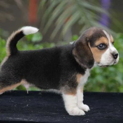 Beagle Price in Visakhapatnam | Beagle Puppies for sale in Visakhapatnam