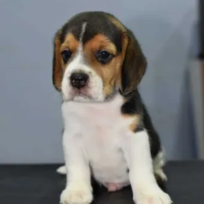 Beagle Price in Nashik | Beagle Puppies for sale in Nashik