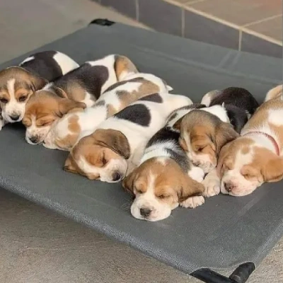 Beagle Price in Gurgaon | Beagle Puppies for sale in Gurgaon