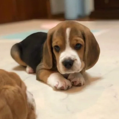 Beagle Price in Mumbai | Beagle Puppies for sale in Mumbai