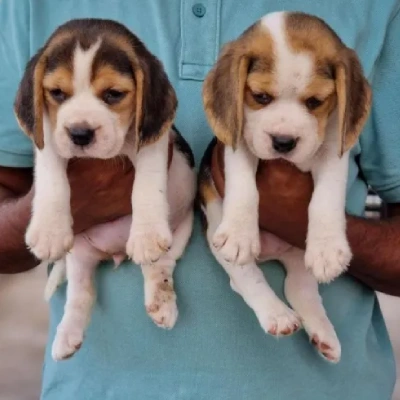 Beagle Price in Surat | Beagle Puppies for sale in Surat