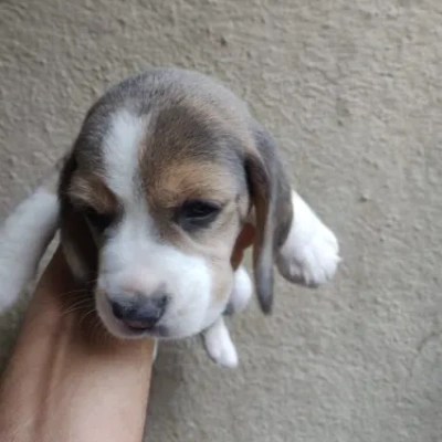 Beagle Price in India | Beagle Dog Price In India