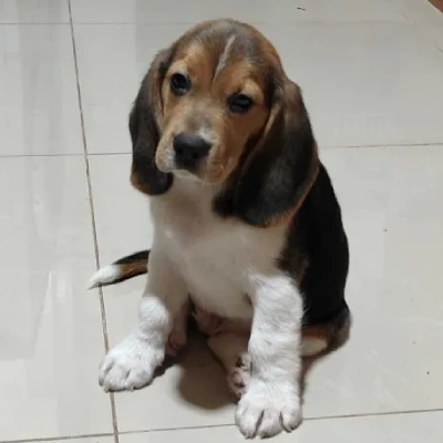 Beagle Price in Gurgaon | Beagle Puppies for sale in Gurgaon