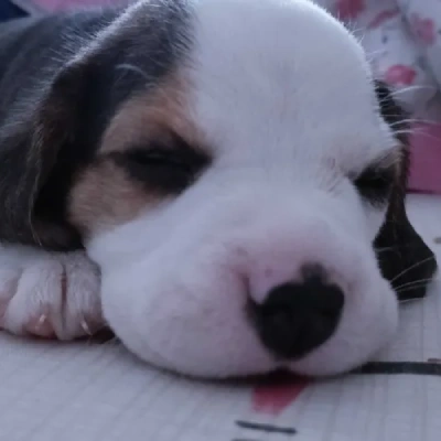 Beagle Price in Gurgaon | Beagle Puppies for sale in Gurgaon