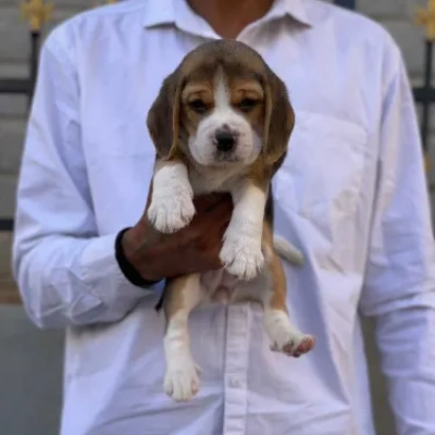 Beagle Price in India | Beagle Dog Price In India