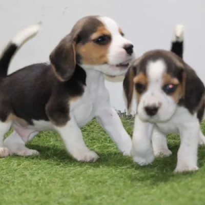 Beagle Price in Gurgaon | Beagle Puppies for sale in Gurgaon