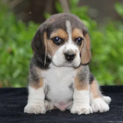 Beagle Price in Bangalore
 | Beagle Puppies for sale in Bangalore
