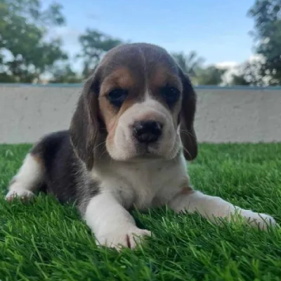 Beagle Price in Delhi | Beagle Puppies for sale in Delhi