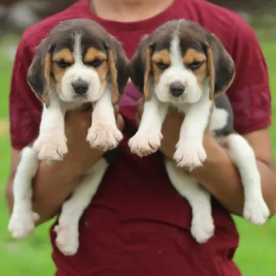 Beagle Price in India | Beagle Dog Price In India