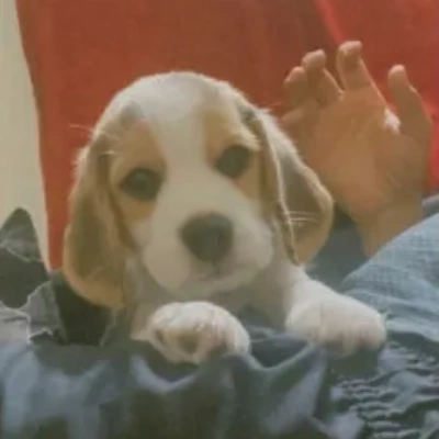 Beagle Price in Delhi | Beagle Puppies for sale in Delhi