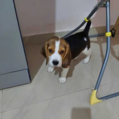 Beagle Price in India | Beagle Dog Price In India