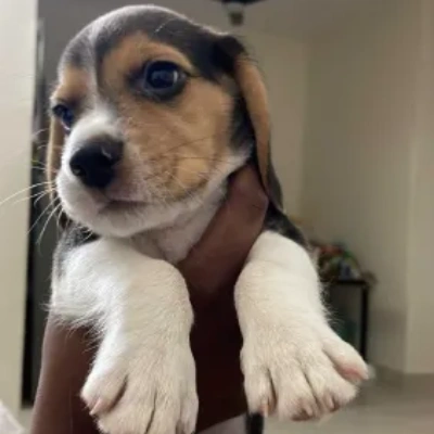 Beagle Price in Delhi | Beagle Puppies for sale in Delhi