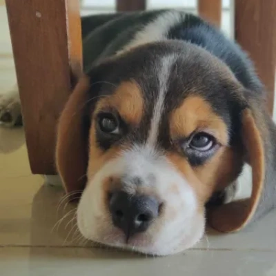 Beagle Price in India | Beagle Dog Price In India